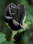pic for balck rose
